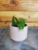 Hoya Minahassae, 2" Plant, Indoor / Outdoor Houseplants
