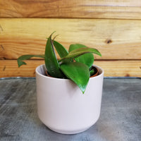 Hoya Minahassae, 2" Plant, Indoor / Outdoor Houseplants