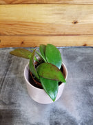 Hoya Minahassae, 2" Plant, Indoor / Outdoor Houseplants