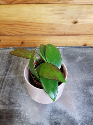 Hoya Minahassae, 2