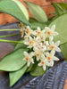 Hoya Minahassae, 2" Plant, Indoor / Outdoor Houseplants