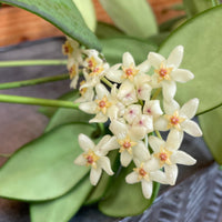 Hoya Minahassae, 2" Plant, Indoor / Outdoor Houseplants