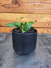 Hoya Noona, 2" Plant, Indoor / Outdoor Houseplants