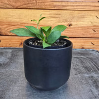Hoya Noona, 2" Plant, Indoor / Outdoor Houseplants