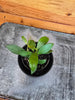 Hoya Noona, 2" Plant, Indoor / Outdoor Houseplants
