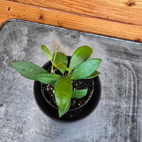 Hoya Noona, 2" Plant, Indoor / Outdoor Houseplants