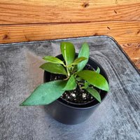 Hoya Noona, 2" Plant, Indoor / Outdoor Houseplants