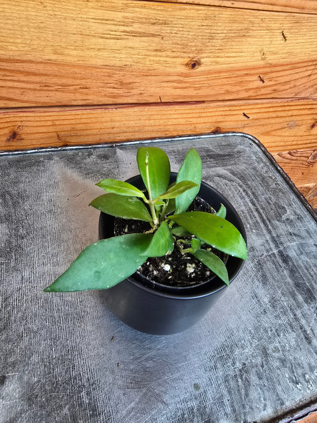 Hoya Noona, 2" Plant, Indoor / Outdoor Houseplants