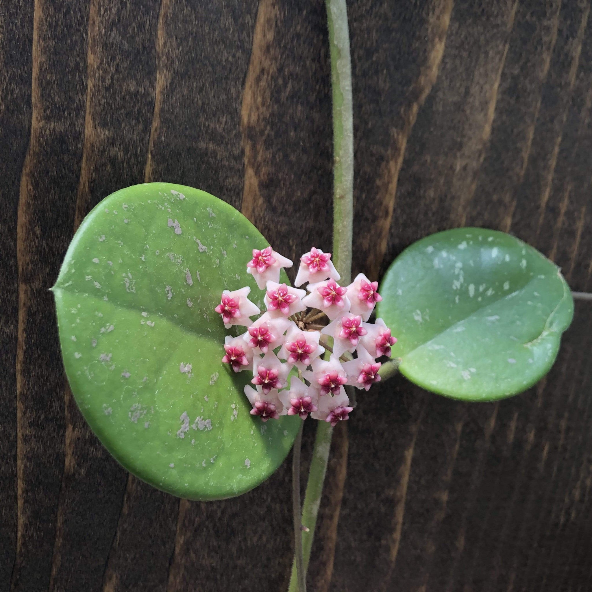 Hoya Obovata, 4