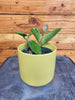 Hoya Obovata, 4" Plant, Indoor / Outdoor Houseplants