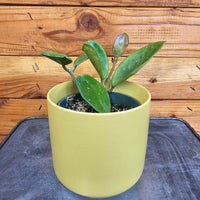 Hoya Obovata, 4" Plant, Indoor / Outdoor Houseplants