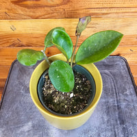 Hoya Obovata, 4" Plant, Indoor / Outdoor Houseplants
