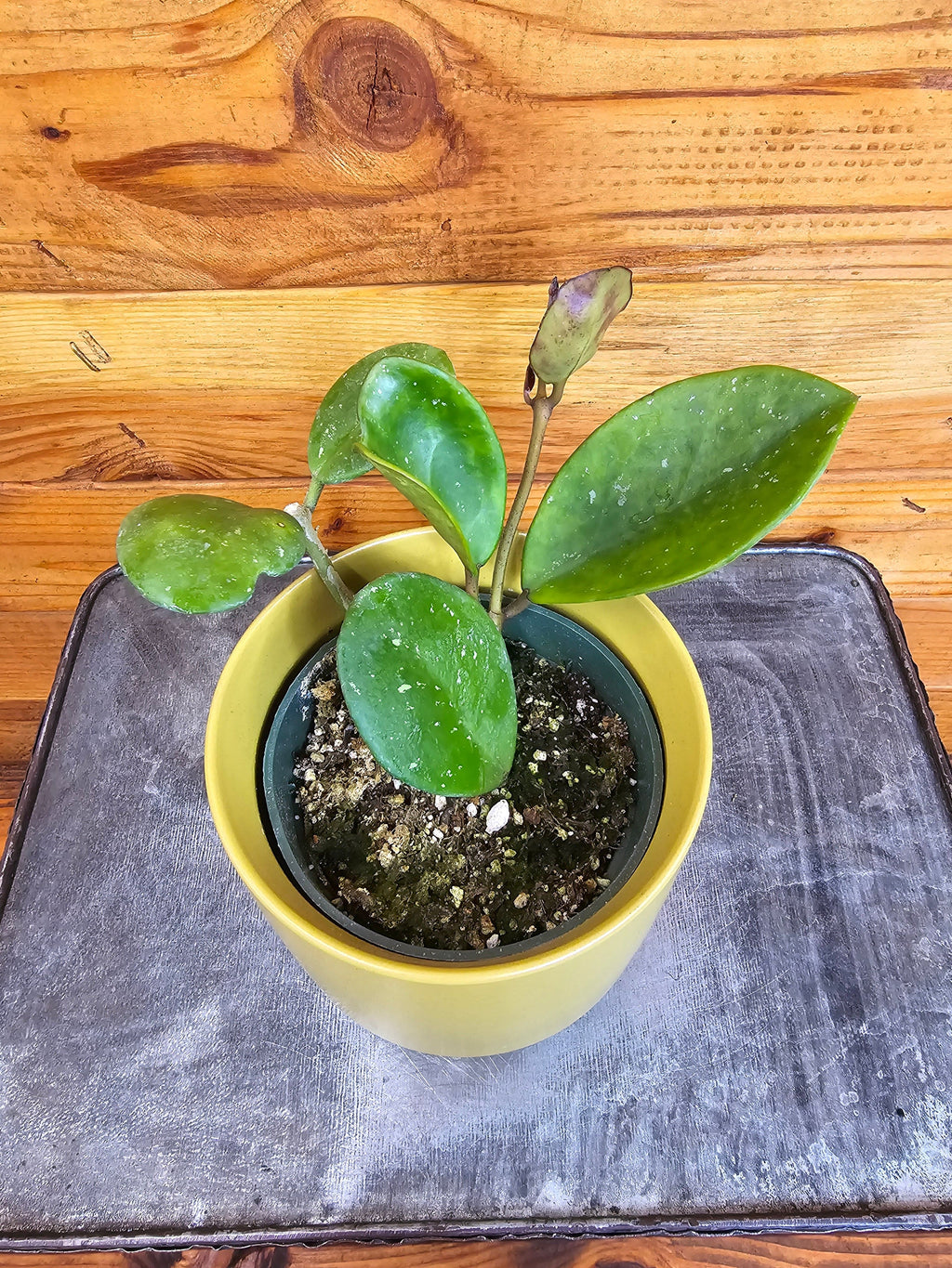 Hoya Obovata, 4" Plant, Indoor / Outdoor Houseplants