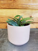 Hoya Parviflora Splash, 2" Plant, Indoor / Outdoor Houseplants