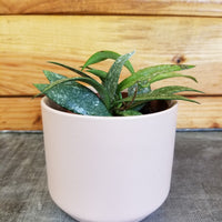 Hoya Parviflora Splash, 2" Plant, Indoor / Outdoor Houseplants