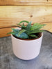 Hoya Parviflora Splash, 2" Plant, Indoor / Outdoor Houseplants