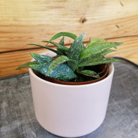 Hoya Parviflora Splash, 2" Plant, Indoor / Outdoor Houseplants