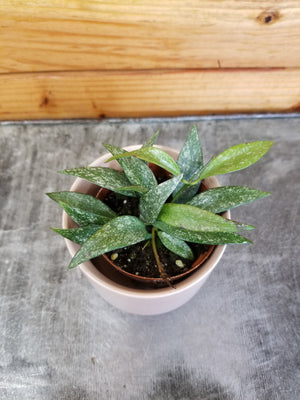 Hoya Parviflora Splash, 2