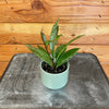 Hoya Pubicalyx Splash, 2" Plant, Indoor / Outdoor Houseplants