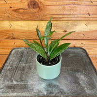Hoya Pubicalyx Splash, 2" Plant, Indoor / Outdoor Houseplants