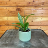 Hoya Pubicalyx Splash, 2" Plant, Indoor / Outdoor Houseplants