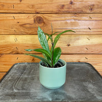Hoya Pubicalyx Splash, 2" Plant, Indoor / Outdoor Houseplants