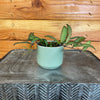 Hoya Rosita 2" Plant, Indoor / Outdoor Houseplants