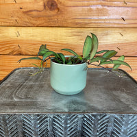 Hoya Rosita 2" Plant, Indoor / Outdoor Houseplants