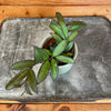 Hoya Rosita 2" Plant, Indoor / Outdoor Houseplants