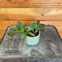 Hoya Rosita 2" Plant, Indoor / Outdoor Houseplants