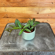 Hoya Rosita 2" Plant, Indoor / Outdoor Houseplants