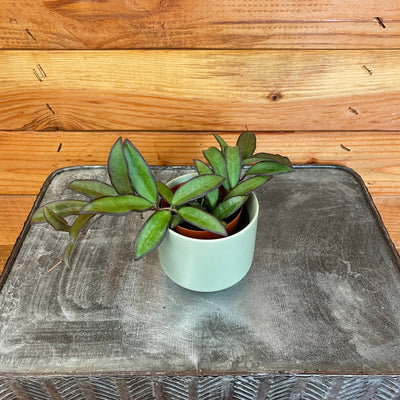 Hoya Rosita 2