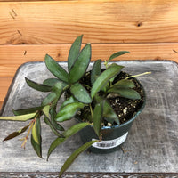 Hoya Rosita, 4" Plant, Indoor / Outdoor Houseplants