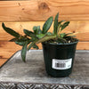 Hoya Rosita, 4" Plant, Indoor / Outdoor Houseplants