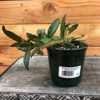 Hoya Rosita, 4" Plant, Indoor / Outdoor Houseplants