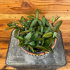 Hoya Rosita, 6" Plant, Indoor / Outdoor Houseplants