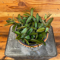 Hoya Rosita, 6" Plant, Indoor / Outdoor Houseplants