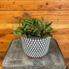 Hoya Rosita, 6" Plant, Indoor / Outdoor Houseplants