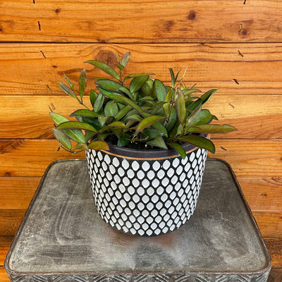 Hoya Rosita, 6