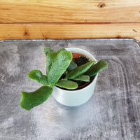 Hoya Rotundiflora, 2" Plant, Indoor / Outdoor Houseplants