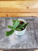 Hoya Rotundiflora, 2" Plant, Indoor / Outdoor Houseplants