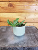 Hoya Rotundiflora, 2" Plant, Indoor / Outdoor Houseplants