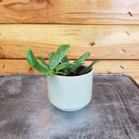 Hoya Rotundiflora, 2" Plant, Indoor / Outdoor Houseplants