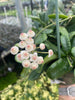 Hoya Rotundiflora, 2" Plant, Indoor / Outdoor Houseplants