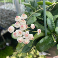 Hoya Rotundiflora, 2" Plant, Indoor / Outdoor Houseplants
