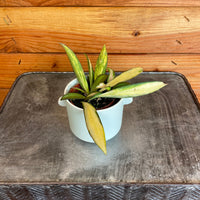 Hoya Wayetii Variegated, 2" Plant, Indoor / Outdoor Houseplants