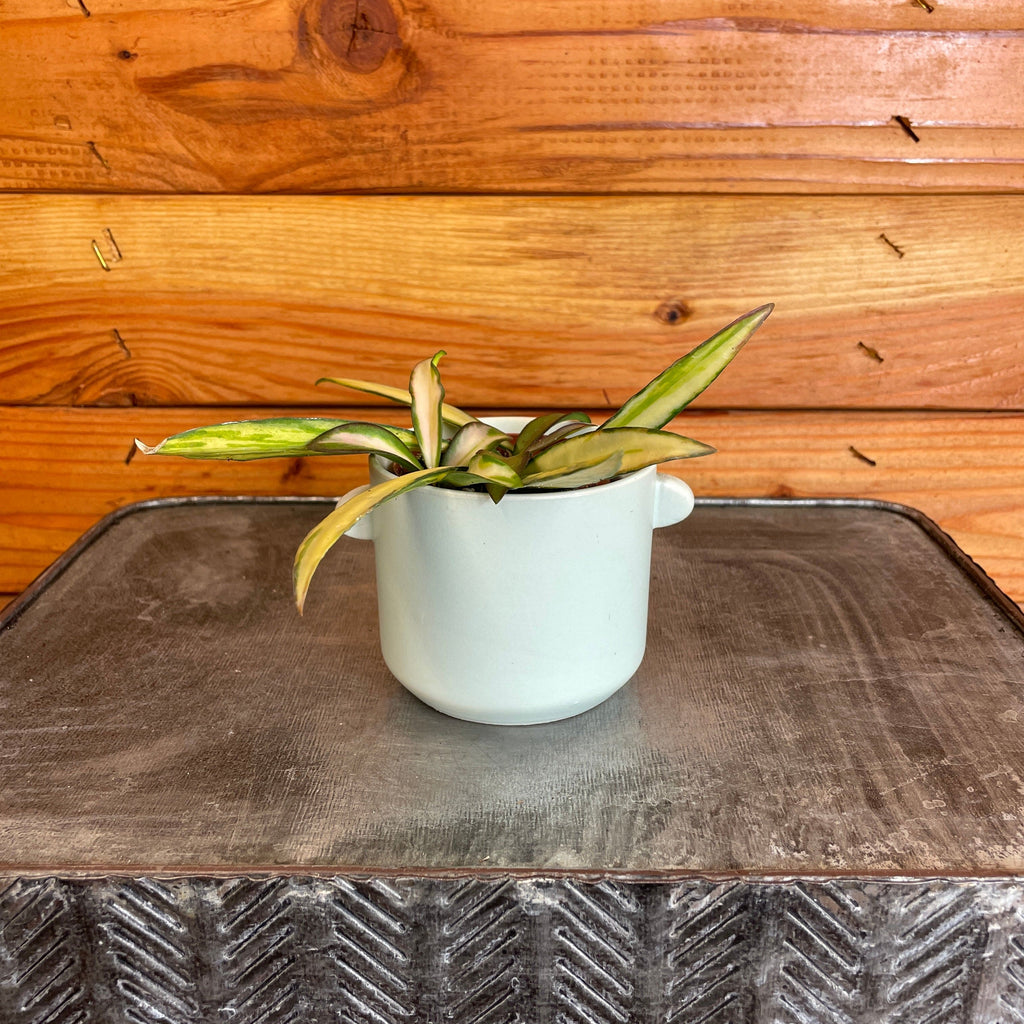 Hoya Wayetii Variegated, 2" Plant, Indoor / Outdoor Houseplants