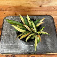 Hoya Wayetii Variegated, 4" Plant, Indoor / Outdoor Houseplants