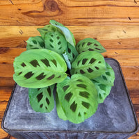 Maranta Leuconeura Green 4" Plant, Indoor / Outdoor Houseplants