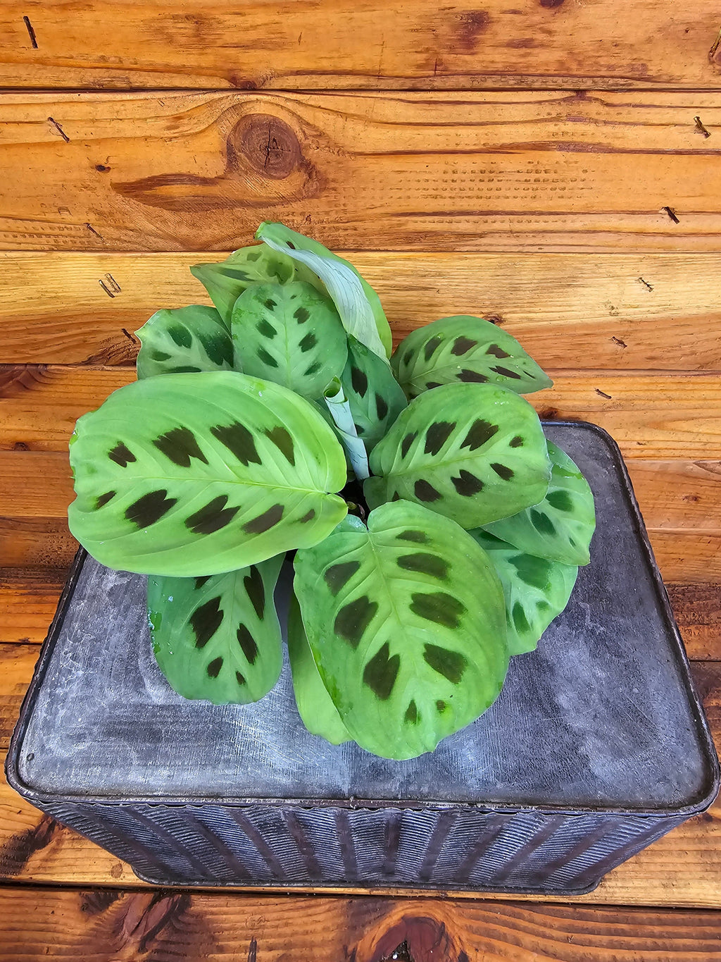 Maranta Leuconeura Green 4" Plant, Indoor / Outdoor Houseplants